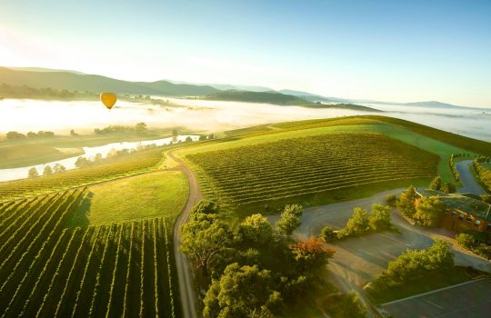 Yarra Valley Winery Tours in Melbourne
